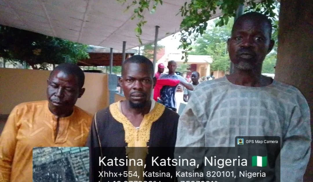 Troops rescue kidnap victim, recover 126 rustled livestock in Katsina