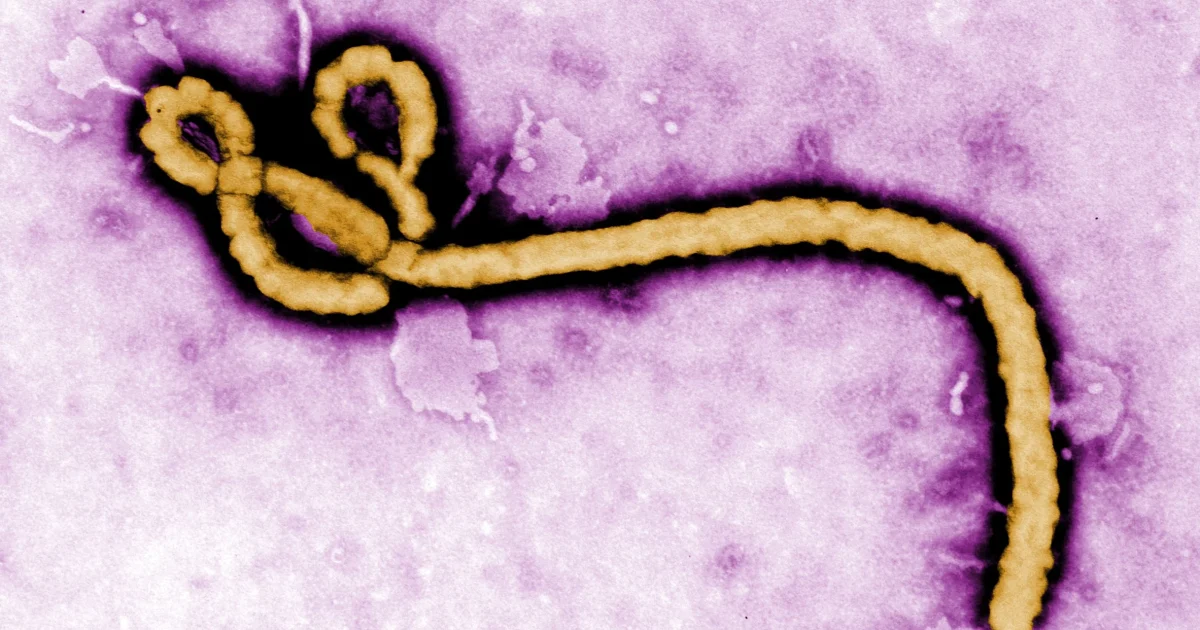 DR Congo Ebola outbreak ‘far from being under control’ – WHO