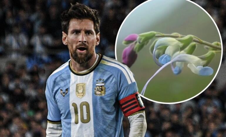 Researchers Name Newly-Discovered Plant After Messi