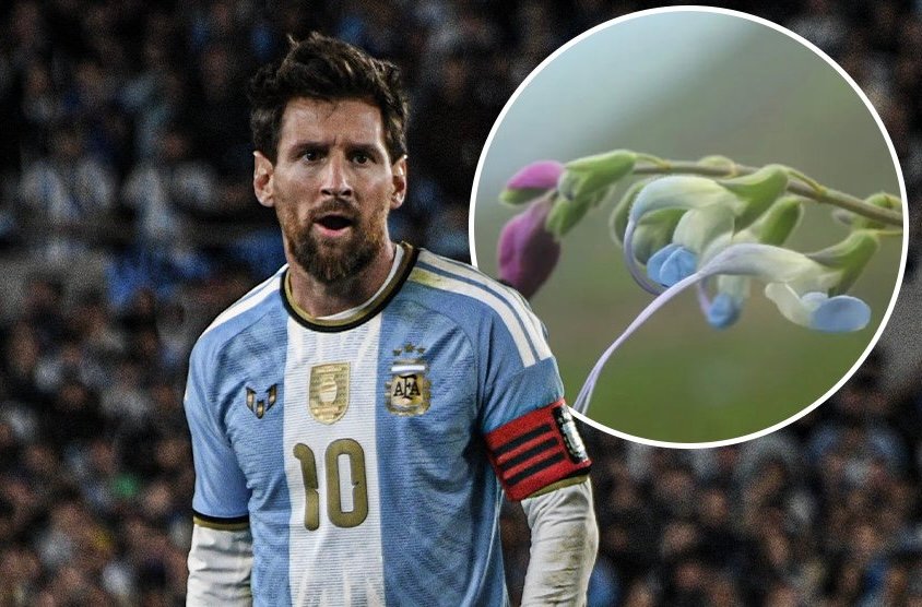 Researchers Name Newly-Discovered Plant After Messi