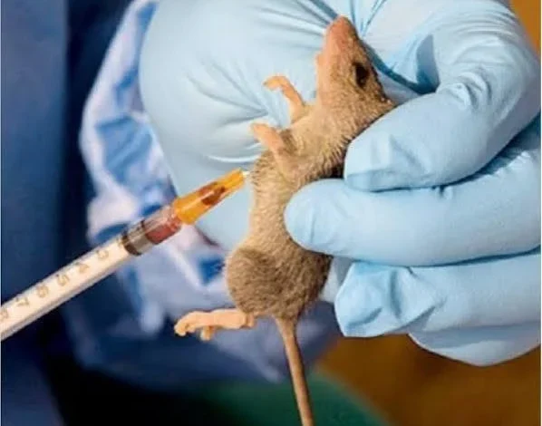 Anambra confirms Lassa fever case, activates emergency response