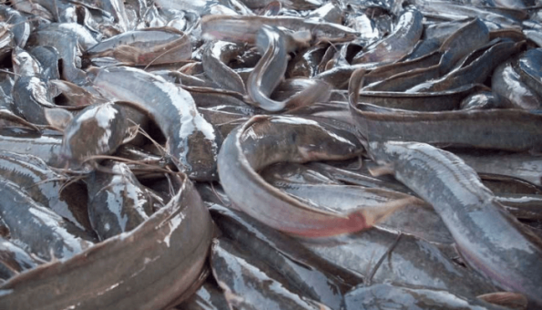 Port Regulation Key To Uunlocking Nigeria’s Fisheries, Blue Economy – Akutah
